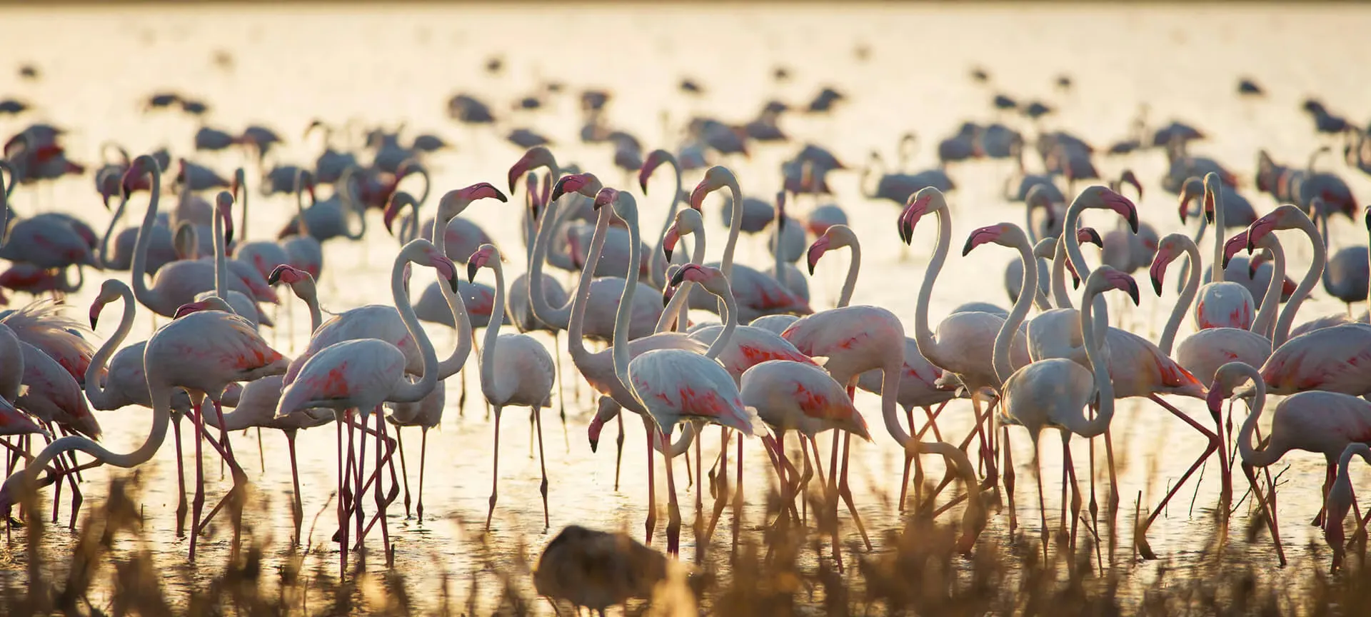 Parque Nacional de Doñana